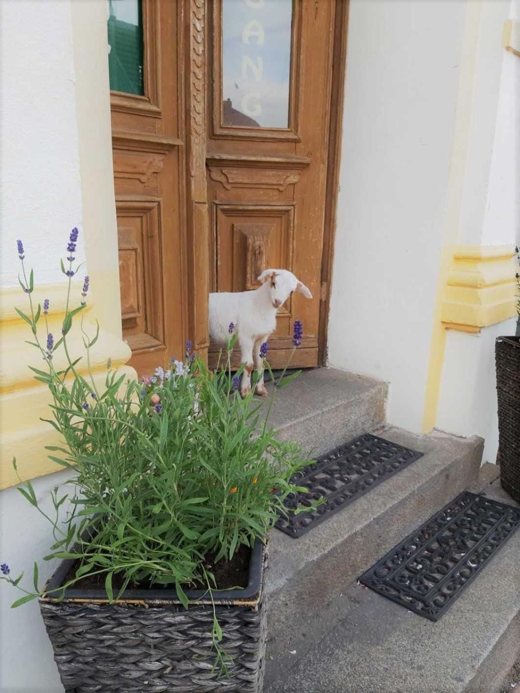Pension Am Stadtgraben Hotel Lübbenau Kültér fotó